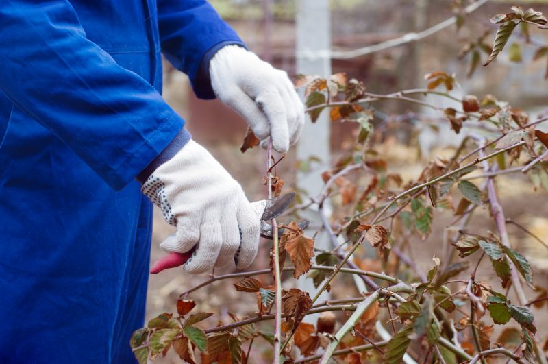 Bush Pruning in Honolulu, HI