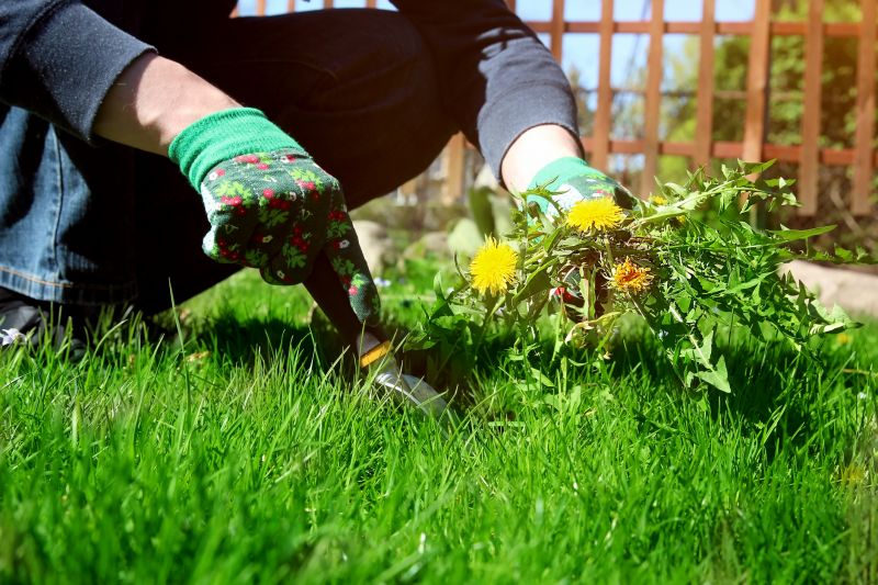Garden Deweeding in Ventura County, CA